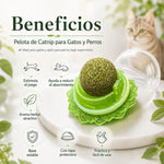 Catnip pelota para gatos